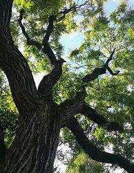 Cuglieri, il 14 dicembre si terrà “Ogni giorno è buono per salvare un albero”