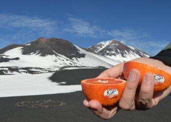 Arancia rossa di Sicilia Igp, campagna raccolta al via