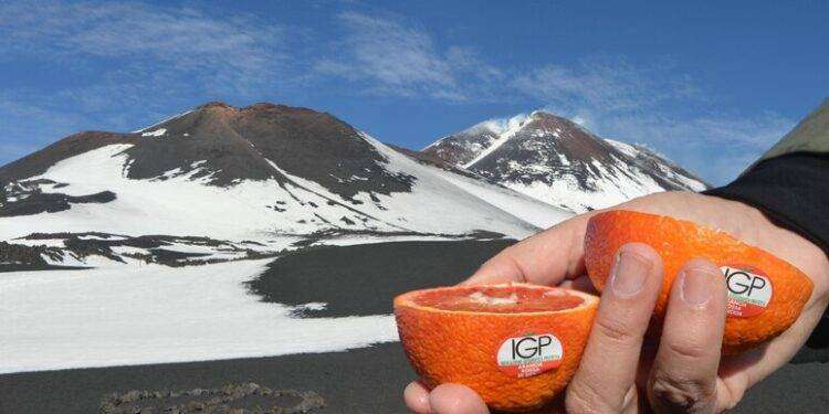 Arancia rossa di Sicilia Igp, campagna raccolta al via