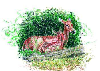 Bambi e i suoi 100 anni, elfi e magie nelle Strenne per i ragazzi