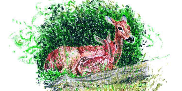 Bambi e i suoi 100 anni, elfi e magie nelle Strenne per i ragazzi