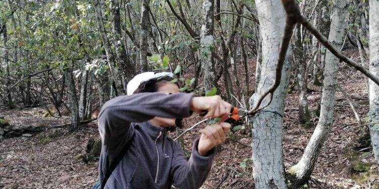 Operazione anti bracconaggio, rimosse centinaia di trappole