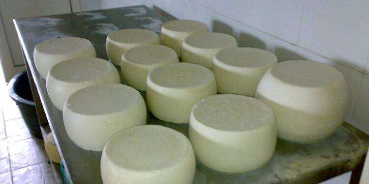 Allevamenti e caseifici diventano digitali, è la pastorizia 4.0