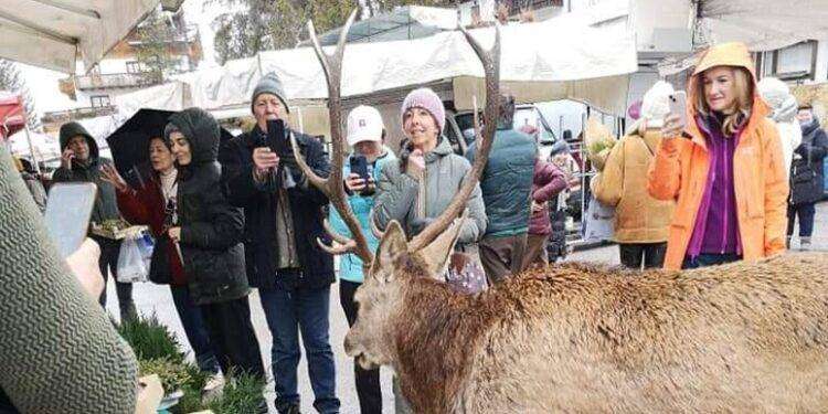 Cervo affamato va al mercato della frutta a Cortina