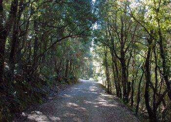 Forestas, al via manifestazione d’interesse per l’incarico di Amministratore unico