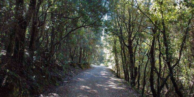 Forestas, al via manifestazione d’interesse per l’incarico di Amministratore unico