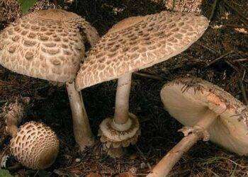 Due intossicati dopo ingestione funghi tossici nel Sassarese