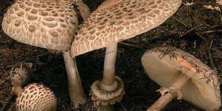 Due intossicati dopo ingestione funghi tossici nel Sassarese