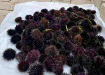 Pesca ai ricci: si riparte il 5 dicembre, via libera in Aula