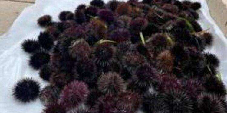 Pesca ai ricci: si riparte il 5 dicembre, via libera in Aula