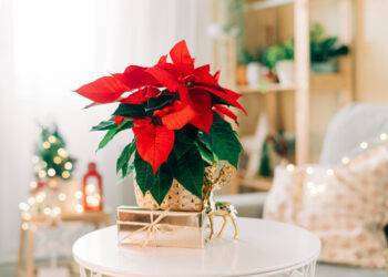 La Stella di Natale, 5 consigli per farla durare davvero