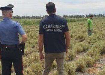 Controlli in aziende agricole nell’Oristanese, 4 denunce