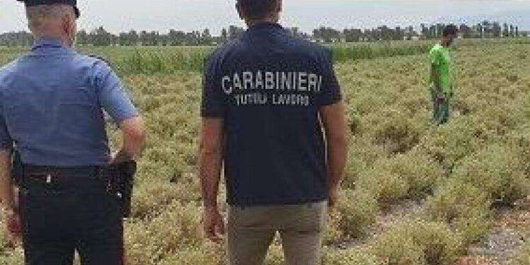 Controlli in aziende agricole nell’Oristanese, 4 denunce