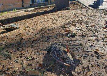 Moria di uccelli a Selargius, il Grig chiede chiarimenti