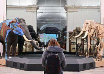 Riapre dopo 10 anni a Torino Museo regionale di scienze naturali