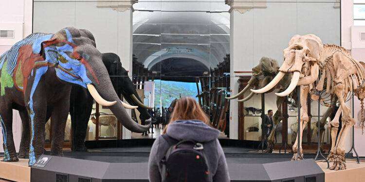 Riapre dopo 10 anni a Torino Museo regionale di scienze naturali