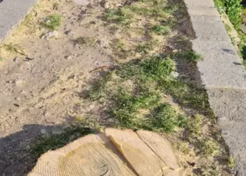 Cagliari, alberi nastrati a Monte Urpinu: dopo la strage di animali ora la strage di alberi?