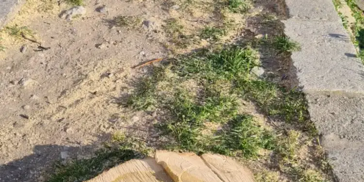 Cagliari, alberi nastrati a Monte Urpinu: dopo la strage di animali ora la strage di alberi?