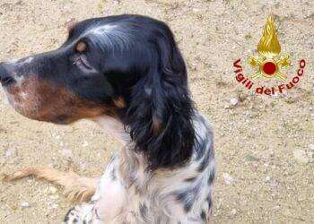 Un cane cade in un pozzo di 10 metri, salvato dai vigili del fuoco