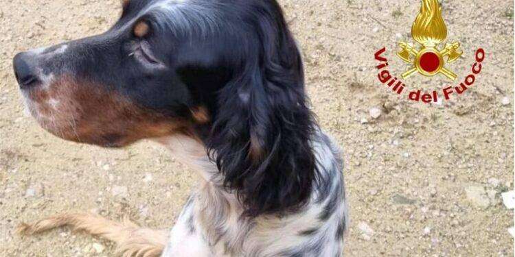 Un cane cade in un pozzo di 10 metri, salvato dai vigili del fuoco