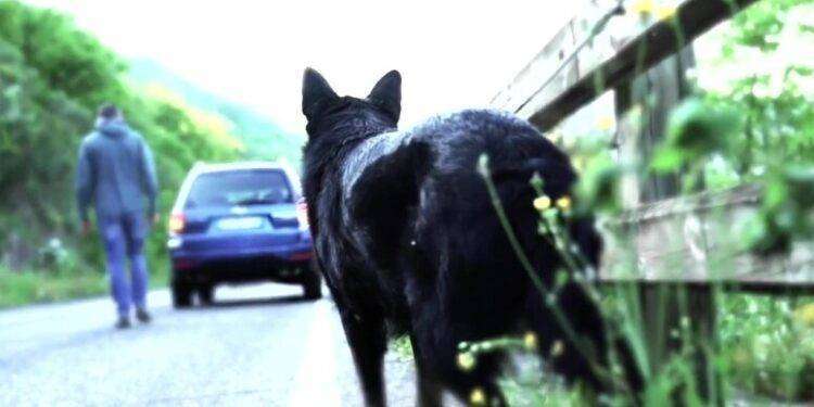 Lega: ‘Ok al ritiro della patente per chi abbandona gli animali’