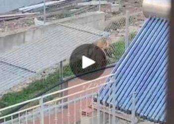 Quartu, incubo pitbull sul litorale: paura dei cittadini a Foxi