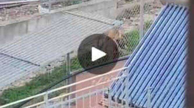 Quartu, incubo pitbull sul litorale: paura dei cittadini a Foxi