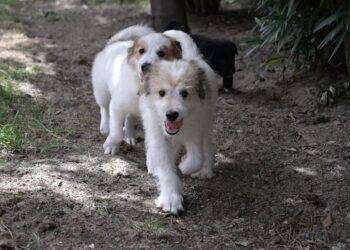 Al via progetto educativo su zoonosi parassitarie trasmissibili