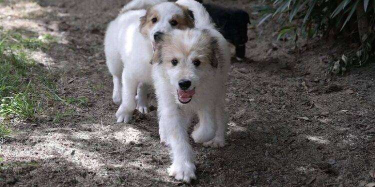 Al via progetto educativo su zoonosi parassitarie trasmissibili