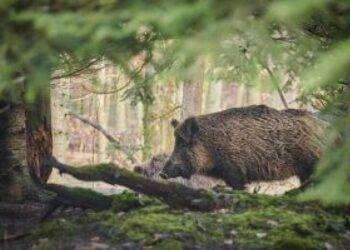 Un cinghiale aggredisce un cacciatore sul Limbara