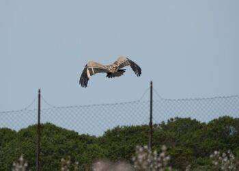 Progetto Università Sassari, Isola più sicura per i grifoni
