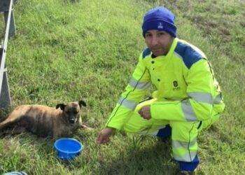 Operaio Anas vede un cane ferito a bordo strada e lo salva