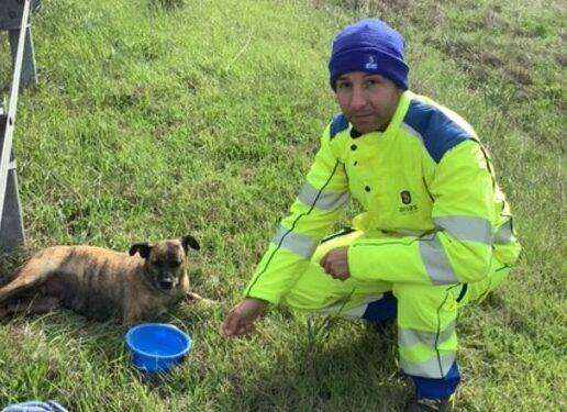 Operaio Anas vede un cane ferito a bordo strada e lo salva