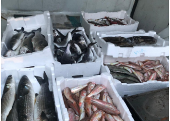 Vendeva pesce non fresco: maxi multa da 1.500 euro a Sant’Antioco