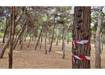 Cagliari, pericolo abbattimento alberi a Monte Urpinu: sit- in contro Truzzu