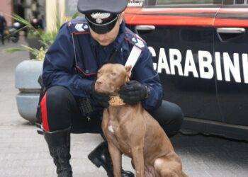 Pitbull sfuggono da giardino e aggrediscono gatto e altri cani