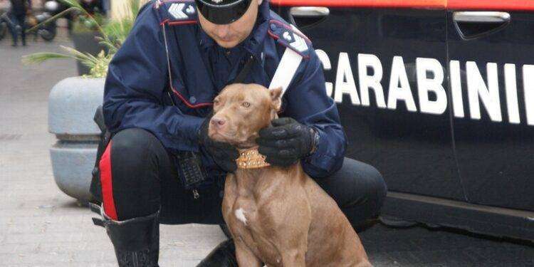 Pitbull sfuggono da giardino e aggrediscono gatto e altri cani