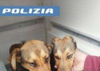 Due cagnolini salvati dalla polizia stradale sulla 131