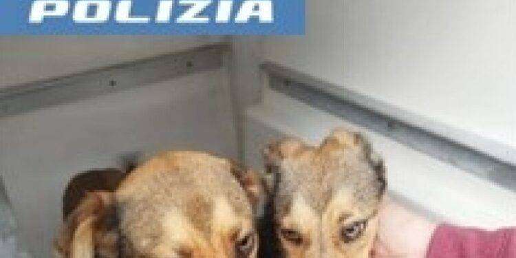 Due cagnolini salvati dalla polizia stradale sulla 131