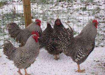 Codacons, ‘multa 100mila euro a Fileni per il pollo bio’