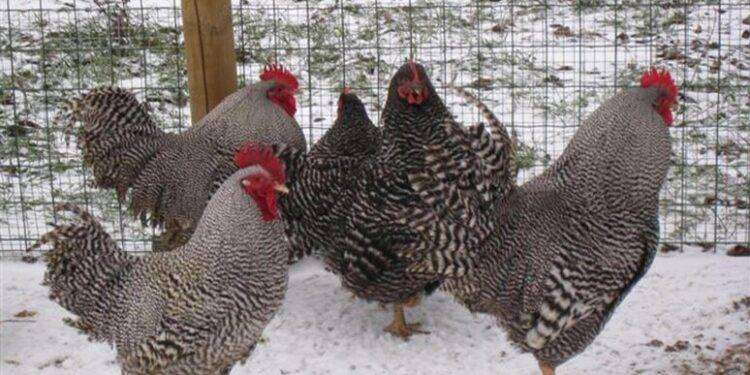 Codacons, ‘multa 100mila euro a Fileni per il pollo bio’