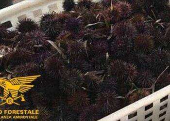 Forestale blocca la pesca illegale di 600 ricci a Oristano