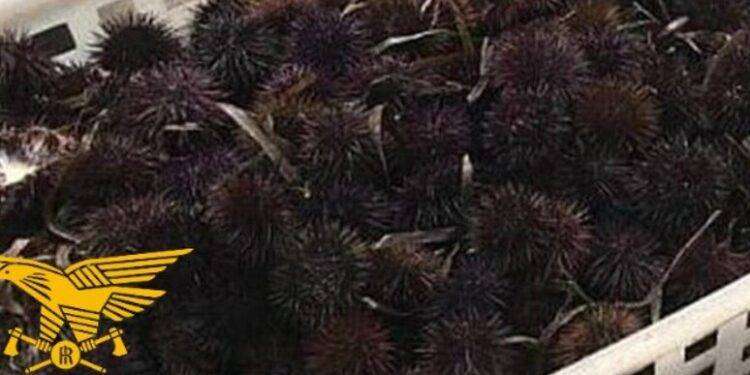 Forestale blocca la pesca illegale di 600 ricci a Oristano