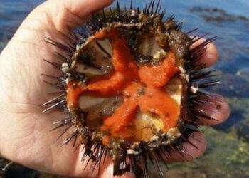 Cagliari, concessione di 3 postazioni per la vendita di ricci di mare a Su Siccu