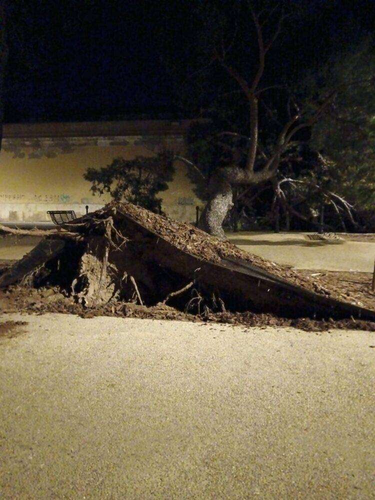 Cagliari, meno di due mesi fa l’inaugurazione: crolla albero a Buoncammino