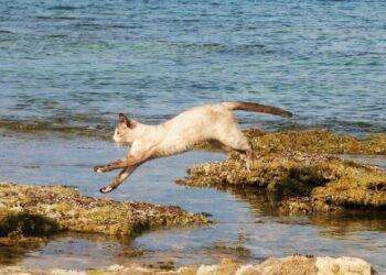 Aidaa, ’26 gatti spariti nel nulla a Riola Sardo’