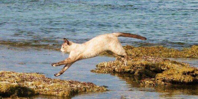 Aidaa, ’26 gatti spariti nel nulla a Riola Sardo’