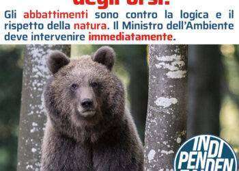 Alemanno (Ind.): “Basta con la strage degli orsi”