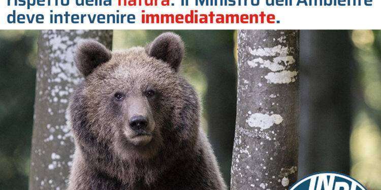 Alemanno (Ind.): “Basta con la strage degli orsi”