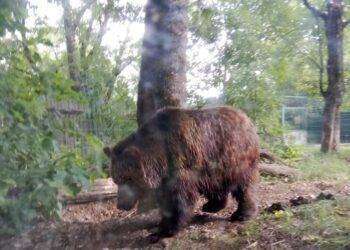 Prelevato e abbattuto in bassa Val di Sole l’orso M90